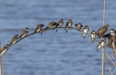 Foto de Golondrina barranquera (Riparia riparia), familia Hirundinidae, aves de Chile