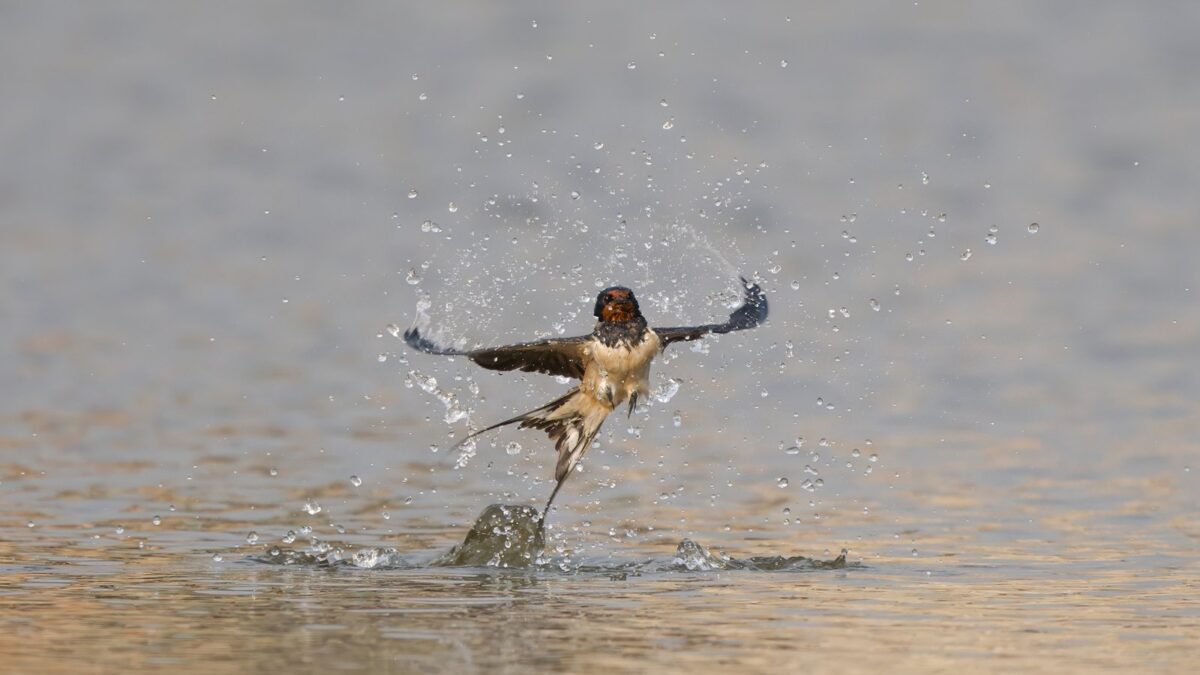 Foto de Golondrina bermeja (Hirundo rustica), familia Hirundinidae, aves de Chile