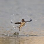 Foto de Golondrina bermeja (Hirundo rustica), familia Hirundinidae, aves de Chile