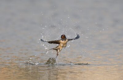 Foto de Golondrina bermeja (Hirundo rustica), familia Hirundinidae, aves de Chile