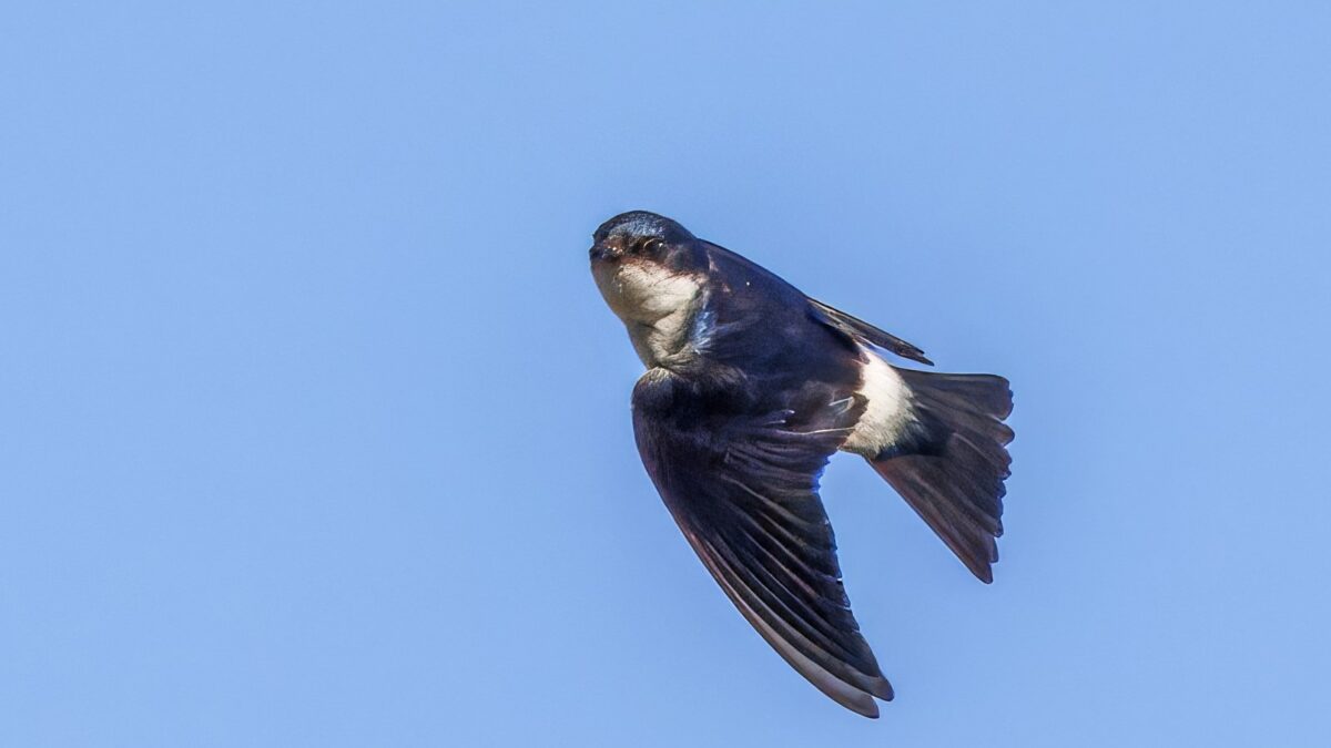 Foto de Golondrina chilena (Tachycineta leucopyga), aves de Chile