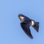 Foto de Golondrina chilena (Tachycineta leucopyga), aves de Chile