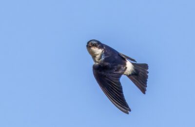 Foto de Golondrina chilena (Tachycineta leucopyga), aves de Chile