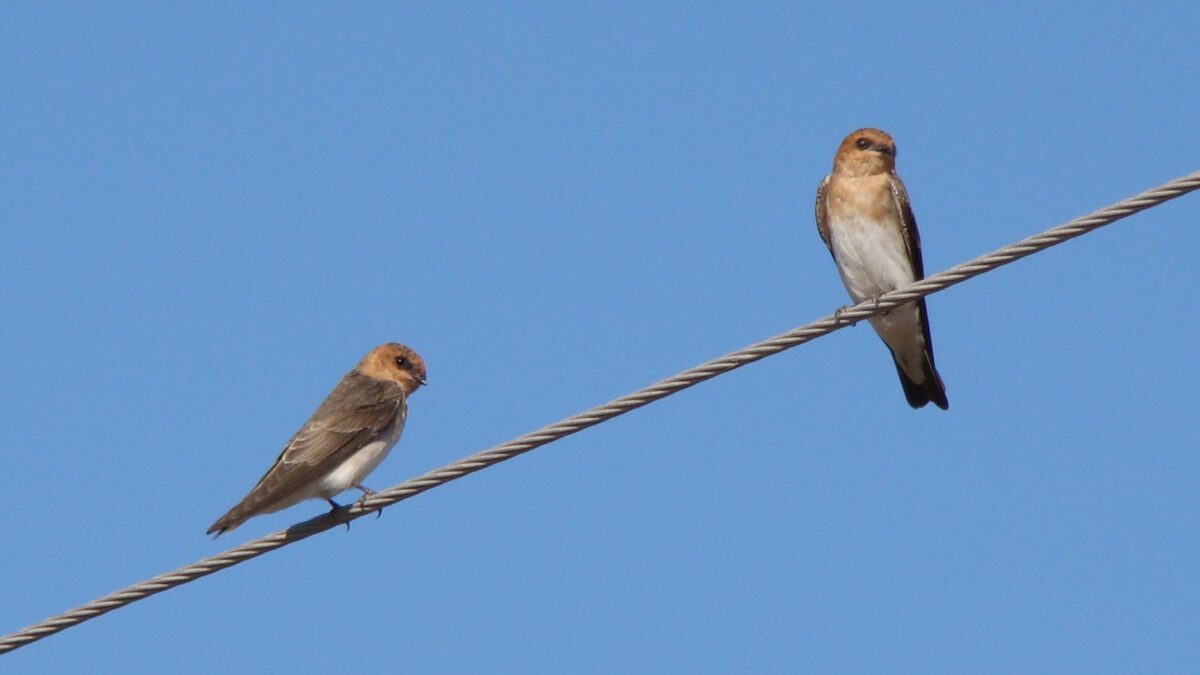 Foto de Golondrina de cabeza rojiza (Alopochelidon fucata), familia Hirundinidae, aves de Chile