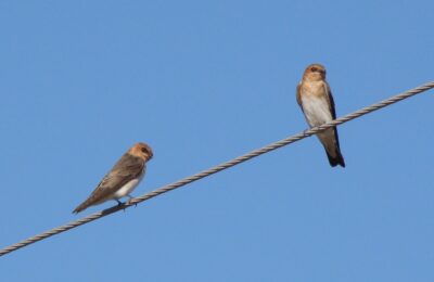Foto de Golondrina de cabeza rojiza (Alopochelidon fucata), familia Hirundinidae, aves de Chile