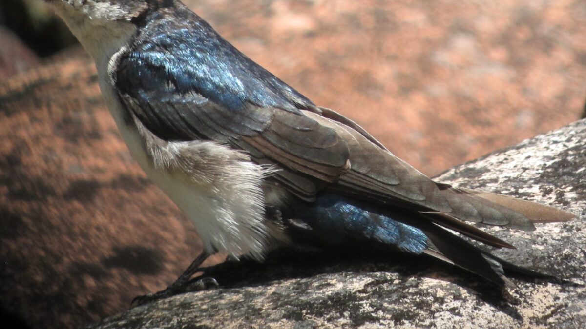 Foto de Golondrina de dorso negro (Pygochelidon cyanoleuca), familia Hirundinidae, aves de Chile