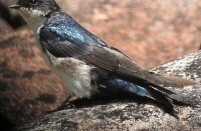Foto de Golondrina de dorso negro (Pygochelidon cyanoleuca), familia Hirundinidae, aves de Chile