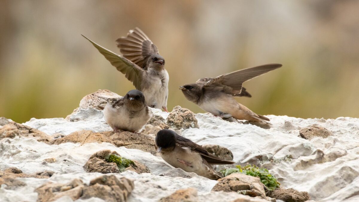 Foto de Golondrina de los riscos (Orochelidon andecola), familia Hirundinidae, aves de Chile