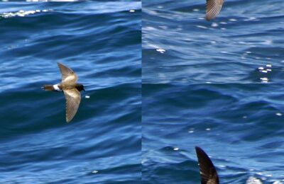 Foto de Golondrina de mar andina (Oceanites barrosi), aves de Chile
