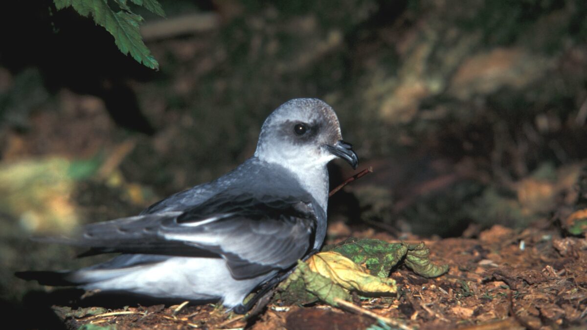Foto de Golondrina de mar boreal (Oceanodroma furcata), familia Hydrobatidae, aves de Chile