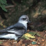 Foto de Golondrina de mar boreal (Oceanodroma furcata), familia Hydrobatidae, aves de Chile