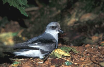 Foto de Golondrina de mar boreal (Oceanodroma furcata), familia Hydrobatidae, aves de Chile
