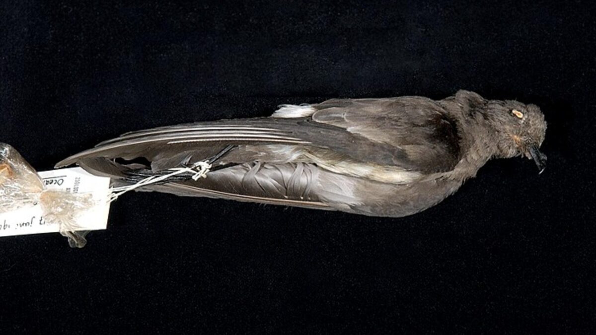 Foto de Golondrina de mar chica (Oceanites gracilis), familia OceanitidaeGOLONDRINA, aves de Chile