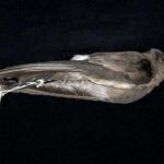Foto de Golondrina de mar chica (Oceanites gracilis), familia OceanitidaeGOLONDRINA, aves de Chile