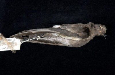 Foto de Golondrina de mar chica (Oceanites gracilis), familia OceanitidaeGOLONDRINA, aves de Chile
