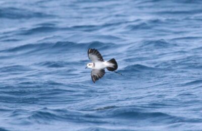 Foto de Golondrina de mar de ceja blanca (Pelagodroma marina), familia Oceanitidae, aves de Chile