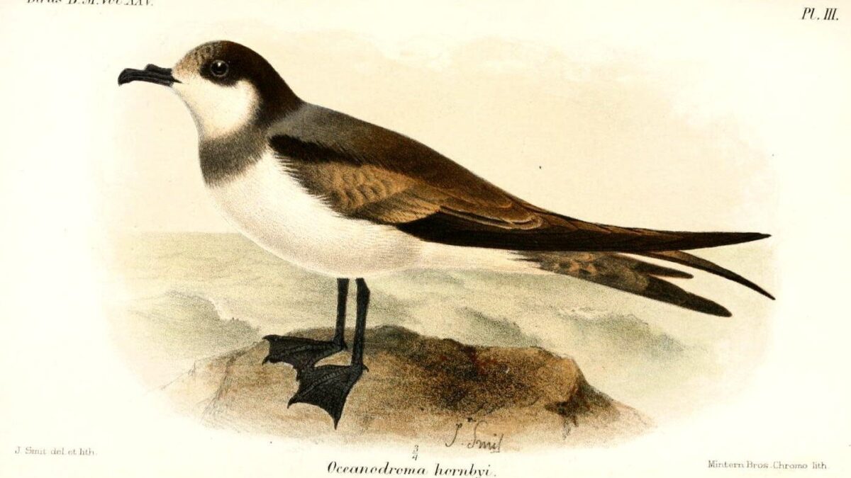 Foto de Golondrina de mar de collar (Hydrobates hornbyi), familia Hydrobatidae, aves de Chile
