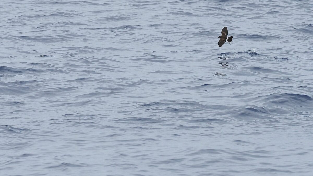 Foto de Golondrina de mar de garganta blanca (Nesofregetta fuliginosa), familia Oceanitidae, aves de Chile