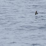 Foto de Golondrina de mar de garganta blanca (Nesofregetta fuliginosa), familia Oceanitidae, aves de Chile