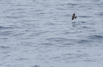 Foto de Golondrina de mar de garganta blanca (Nesofregetta fuliginosa), familia Oceanitidae, aves de Chile
