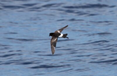 Foto de Golondrina de Mar (Oceanites oceanicus), familia Oceanitidae, aves de Chile