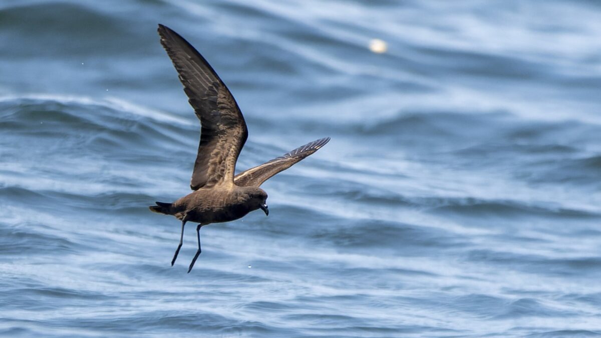 Foto de Golondrina de mar oscura (Hydrobates melania), familia Hydrobatidae, aves de Chile