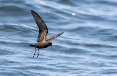 Foto de Golondrina de mar oscura (Hydrobates melania), familia Hydrobatidae, aves de Chile