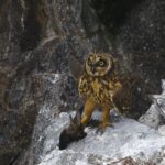 Foto de Golondrina de mar peruana (Hydrobates tethys), familia Hydrobatidae, aves de Chile