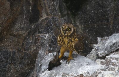 Foto de Golondrina de mar peruana (Hydrobates tethys), familia Hydrobatidae, aves de Chile