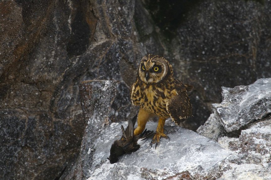 Foto de Golondrina de mar peruana (Hydrobates tethys), familia Hydrobatidae, aves de Chile