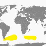 Foto de Golondrina de mar subantártica (Garrodia nereis), familia Oceanitidae, aves de Chile