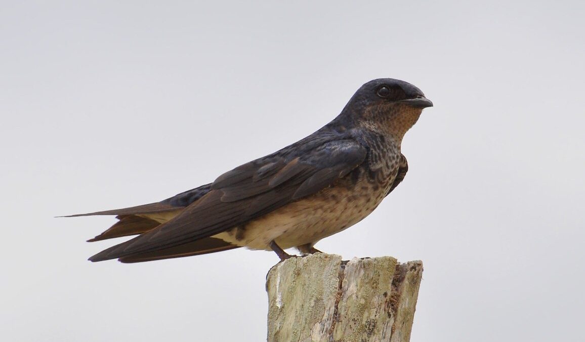 Foto de Golondrina domestica (Progne chalybea), familia Hirundinidae, aves de Chile