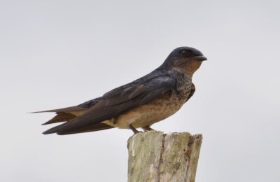 Foto de Golondrina domestica (Progne chalybea), familia Hirundinidae, aves de Chile