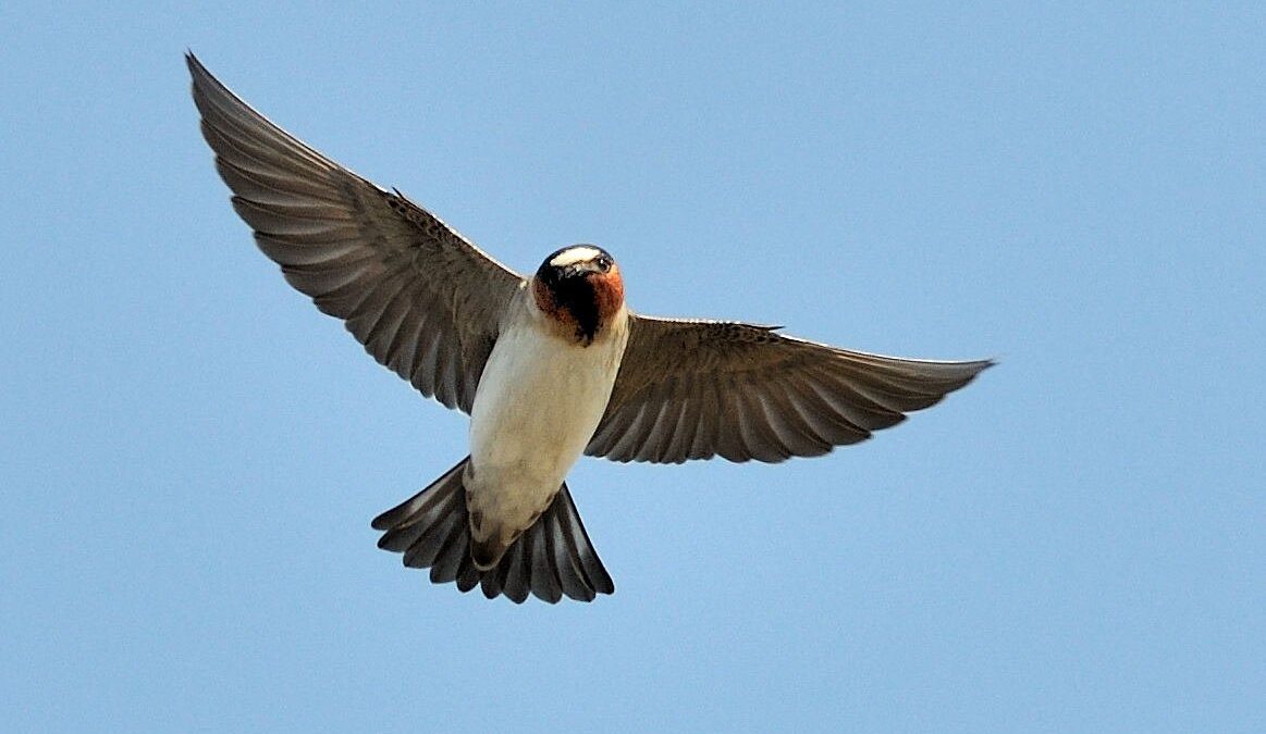 Foto de Golondrina grande (Petrochelidon pyrrhonota), familia HirundinidaeGOLONDRINA, aves de Chile