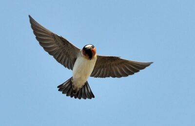 Foto de Golondrina grande (Petrochelidon pyrrhonota), familia HirundinidaeGOLONDRINA, aves de Chile