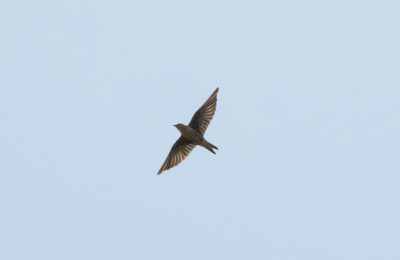 Foto de Golondrina negra peruana (Progne murphyi), familia HirundinidaeGOLONDRINA, aves de Chile
