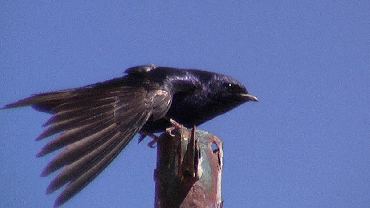 Foto de Golondrina negra (Progne elegans), familia Hirundinidae, aves de Chile