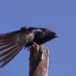 Foto de Golondrina negra (Progne elegans), familia Hirundinidae, aves de Chile