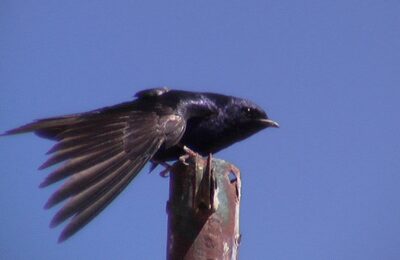 Foto de Golondrina negra (Progne elegans), familia Hirundinidae, aves de Chile