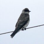 Foto de Golondrina parda (Progne tapera), familia HirundinidaeGOLONDRINA, aves de Chile