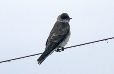 Foto de Golondrina parda (Progne tapera), familia HirundinidaeGOLONDRINA, aves de Chile