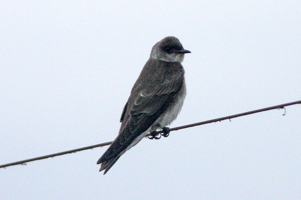 Foto de Golondrina parda (Progne tapera), familia HirundinidaeGOLONDRINA, aves de Chile