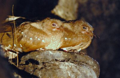 Foto de Guacharo (Steatornis caripensis), familia Steatornithidae, aves de Chile