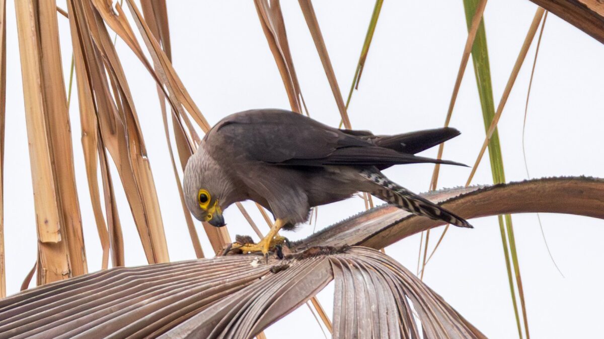 Foto de Halcón de pecho naranja (Falco dickinsoni), familia Falconidae, aves de Chile