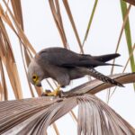 Foto de Halcón de pecho naranja (Falco dickinsoni), familia Falconidae, aves de Chile