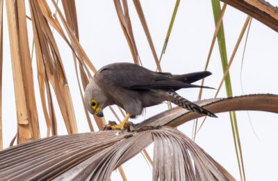 Foto de Halcón de pecho naranja (Falco dickinsoni), familia Falconidae, aves de Chile