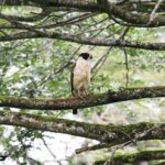 Foto de Halcón reidor (Herpetotheres cachinnans), familia FalconidaeSUBFAMILIA:, aves de Chile