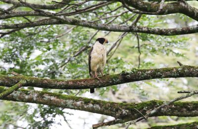 Foto de Halcón reidor (Herpetotheres cachinnans), familia FalconidaeSUBFAMILIA:, aves de Chile