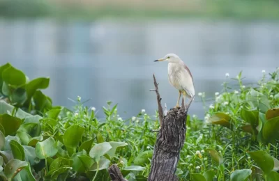Hay aves que cruzan el pantano y no se manchan: origen y aves reales