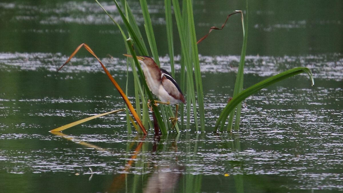 Foto de Huairavillo de dorso negro (Ixobrychus exilis), familia ArdeidaeHUAIRAVILLO, aves de Chile